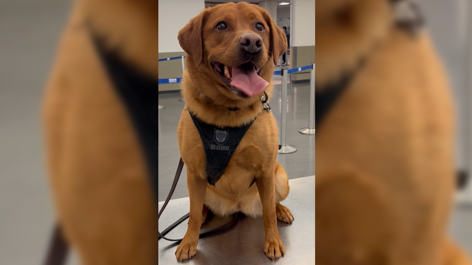 Detector Dog Rusty enjoys working to prevent prohibited products from entering Canada